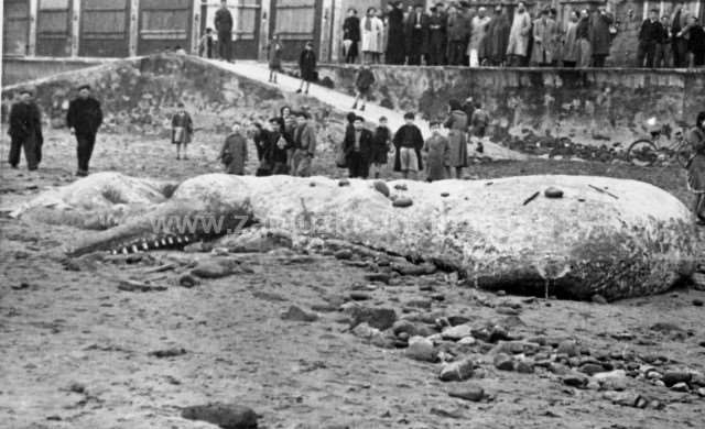 Cachalote en la playa de Zarautz.