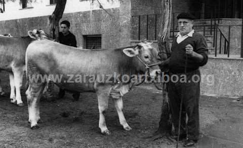 Concurso de ganado en Zarautz