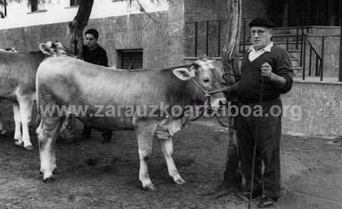 Zarauzko ganadu-lehiaketa