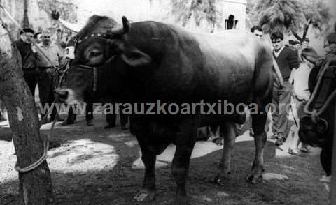 Concurso de ganado en Zarautz