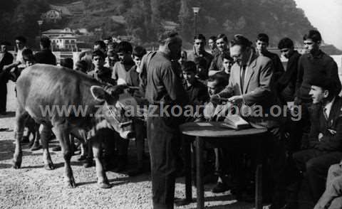 Zarauzko ganadu-lehiaketa. Sari-banaketa