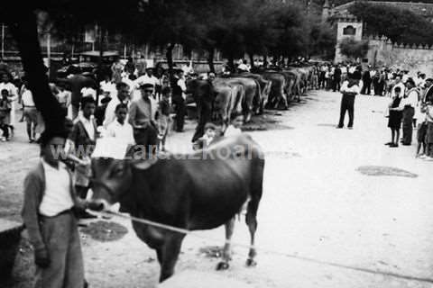 Concurso de ganado en Munoa Plaza de Zarautz