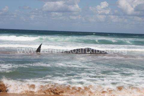 Ballena aparecida en la playa