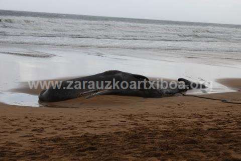 Ballena aparecida en la playa