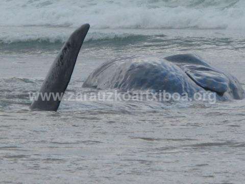 Ballena aparecida en la playa