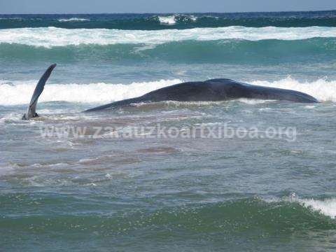 Ballena aparecida en la playa