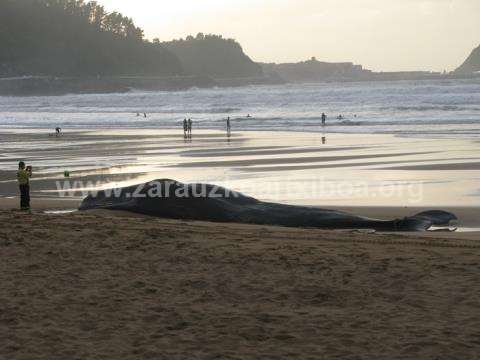 Ballena aparecida en la playa