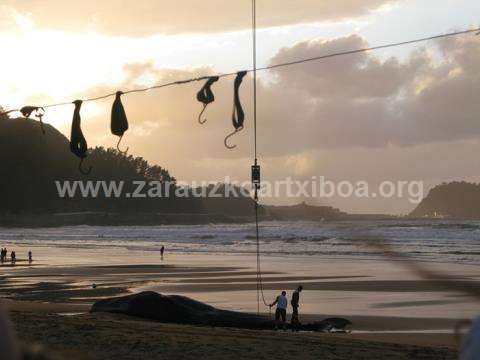 Ballena aparecida en la playa