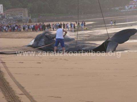 Ballena aparecida en la playa