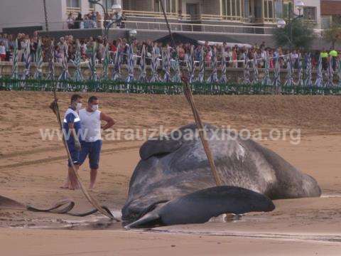 Ballena aparecida en la playa