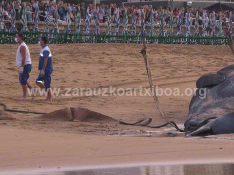 Ballena aparecida en la playa