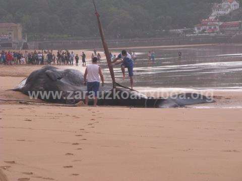 Ballena aparecida en la playa